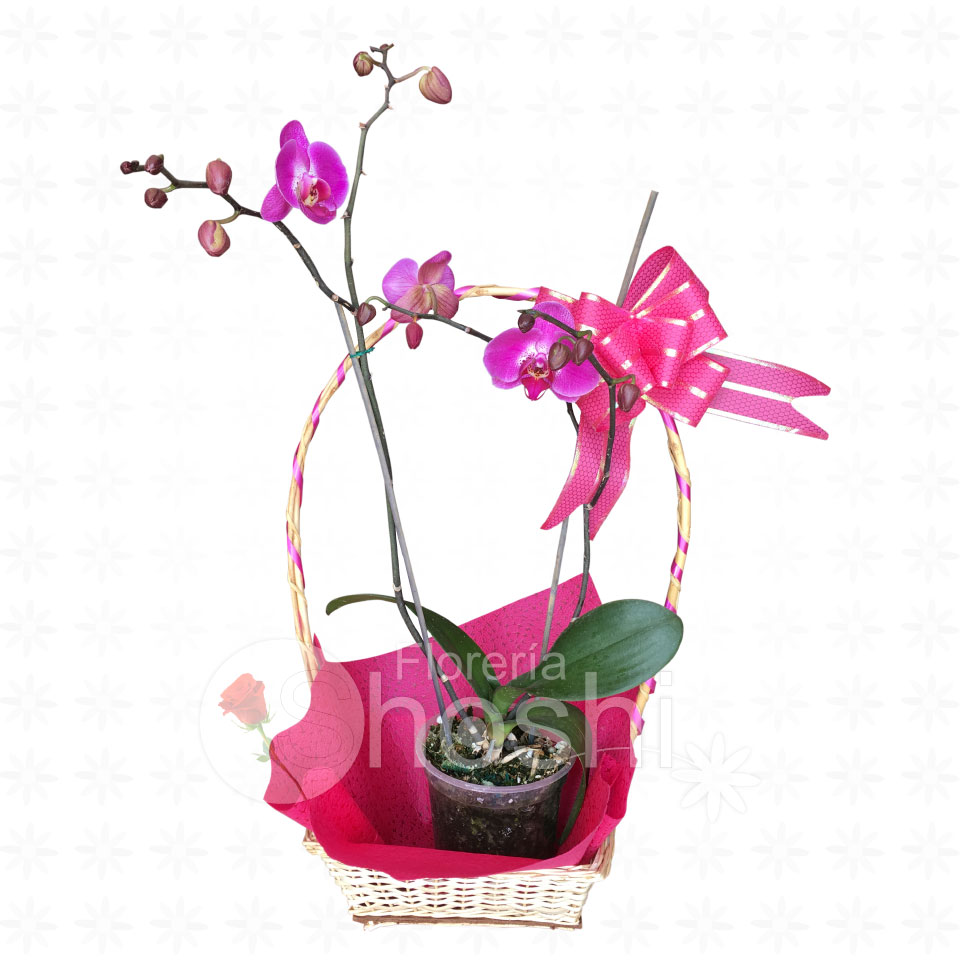 Orquídeas O-S02